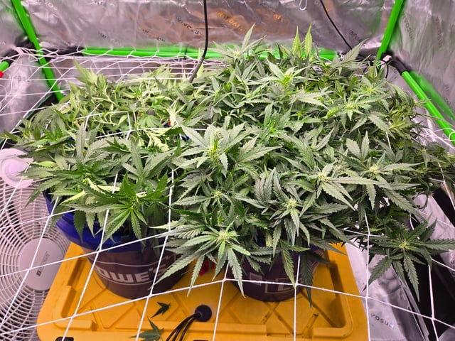 Fastbuds Autoflower Run — flower, day 58