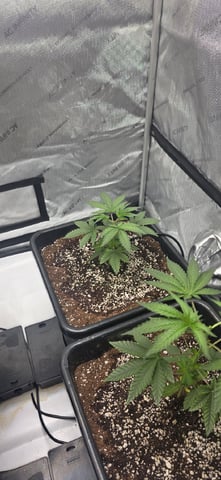 Lime Rian. — vegetative, day 27