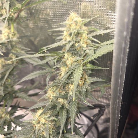Purple Haze Auto — flower, day 73