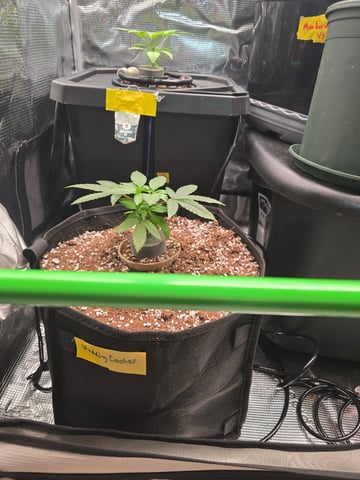 Super Dirty Wedding — vegetative, day 2