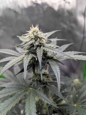 First Grow — flower, day 51