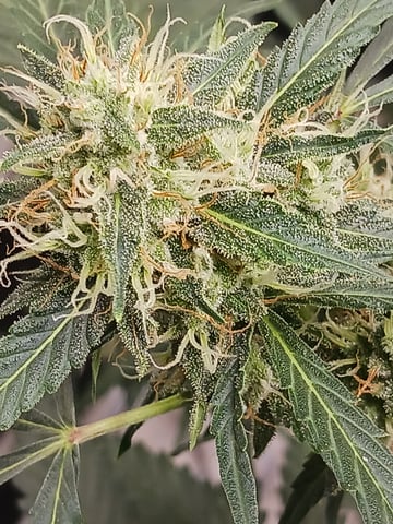 black gorilla feminized — flower, day 13