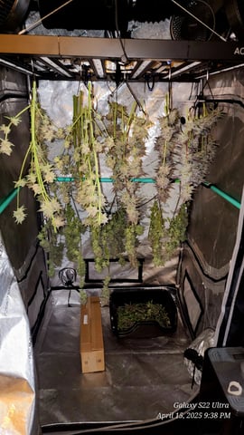 Blasted Genetics  — harvest, day 51