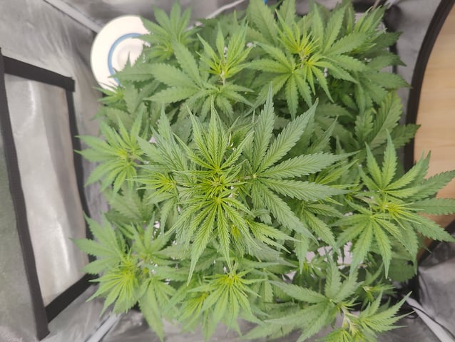 Fast Buds Gorilla Z auto — flower, day 33