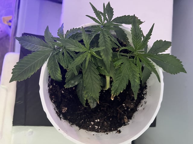 Banjo Clones — vegetative, day 65