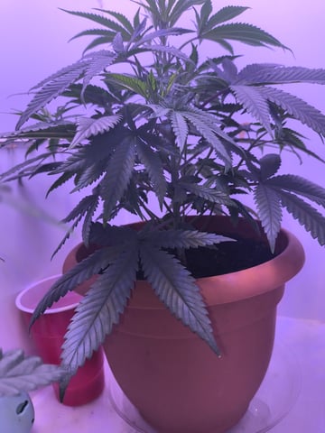 unknown strain 1st grow — vegetative, day 30