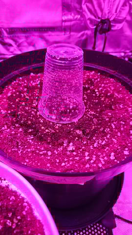 first grow adventure  — germination, day 5