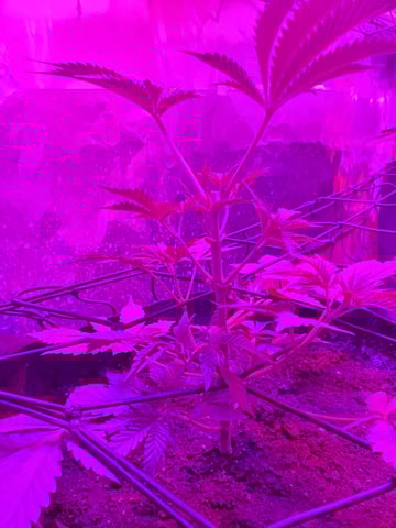 Banana Purple Punch & Rainbow Showers — vegetative, day 45