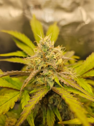 Mimosa Bruce Banner XL — flower, day 66