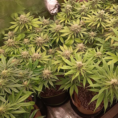 TentPlantLightFan — flower, day 107