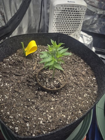 Grow 1 2026 Dream Widow — vegetative, day 29