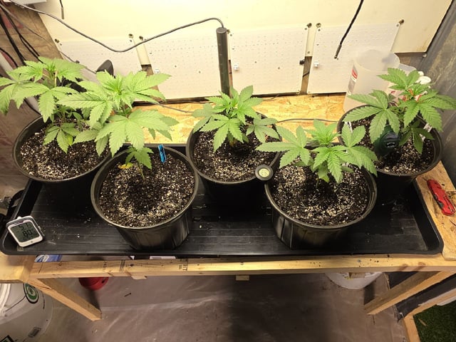 2nd Grow Sesh — vegetative, day 30