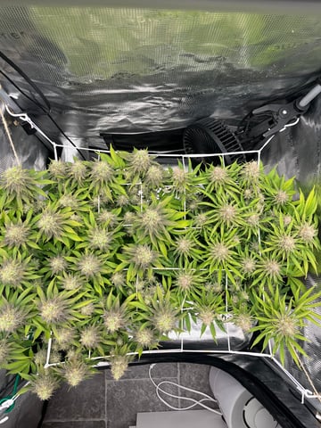 Gorilla Zkittlez & RS #11 — flower, day 93