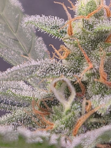 I'll get it right — flower, day 85