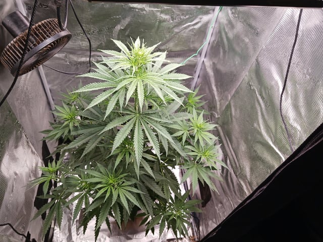 2nd Grow 2026  — vegetative, day 41