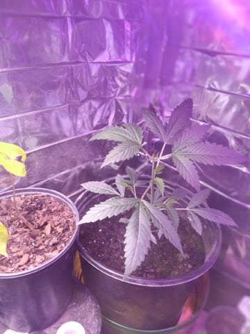 Queen Royal Autoflower  — vegetative, day 66