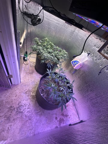 Gelly Mama and Sugar Tree — flower, day 196