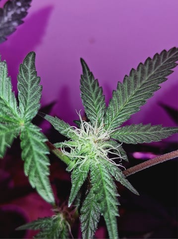 White Widow & Skittlez — flower, day 24