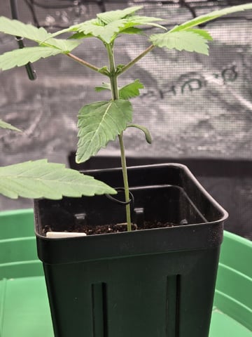  Insane OG — seedling_rooting, day 15