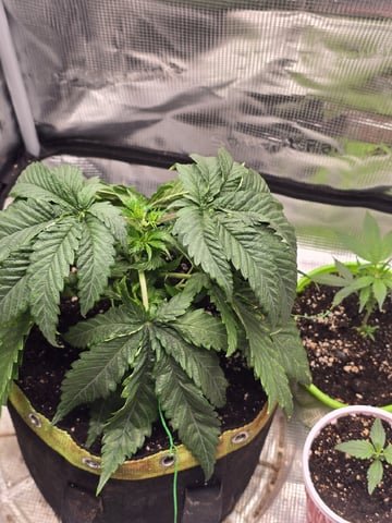 mc nuggets r1 — vegetative, day 26