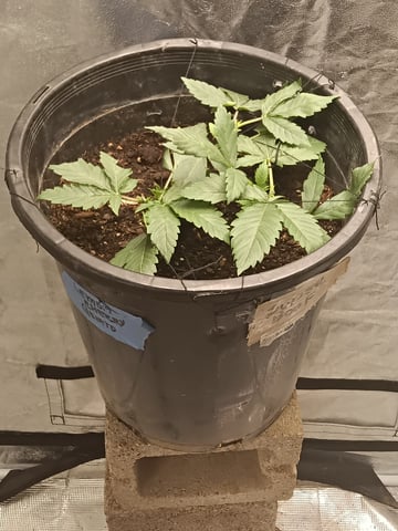 grow — vegetative, day 3