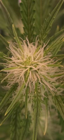 #001 - 3WOK — auto, day 21