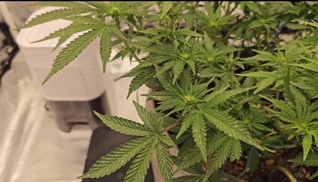 Jelousy Fast(Photo) & Ultra Voilet (Auto) — flower, day 25