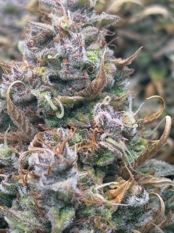 Green Crack — flower, day 29