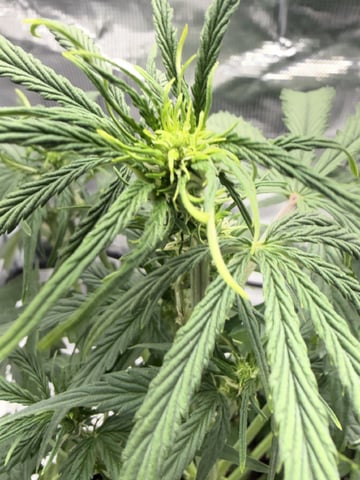 Indoor — vegetative, day 36