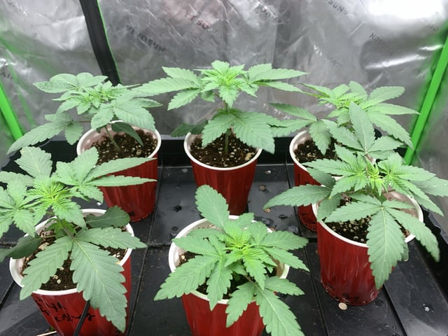 Papaya Frosting  — vegetative, day 20