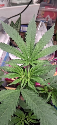 blueberry funk — vegetative, day 64