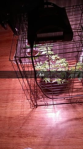 FKAFL — vegetative, day 41