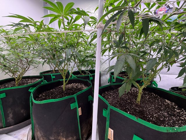 indoor tent  — flower, day 22