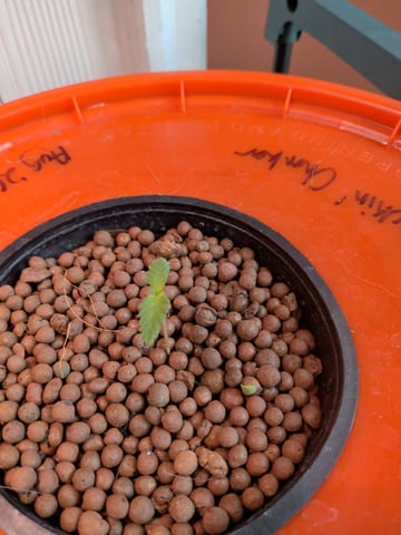2026 — seedling_rooting, day 12