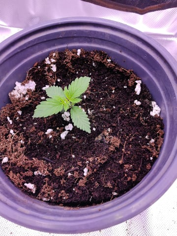 First grow in first set up — seedling_rooting, day 24