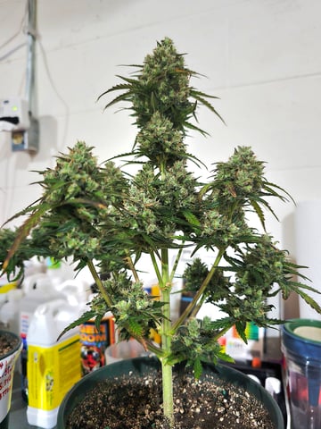 Homegrown - 🍒 🥧 & GSC Auto, 🚀 Seeds 🍌 Buttercups  — flower, day 72