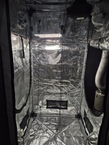 OG Kush Auto — grow_setup, day 1