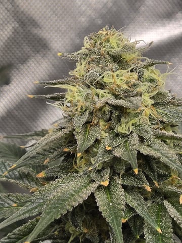 Bruce Banner #4  — flower, day 107