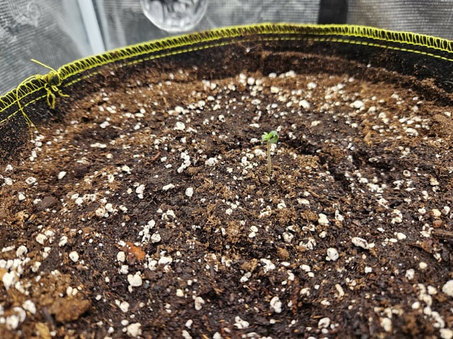 Scary Berries — seedling_rooting, day 8
