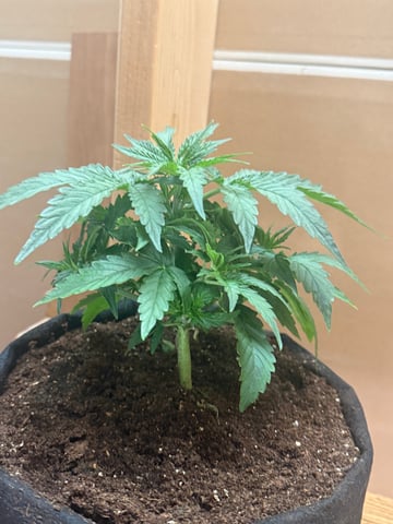 Indoor — vegetative, day 25