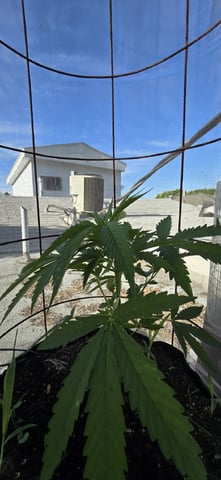 CzechsMex 2.0 — vegetative, day 178