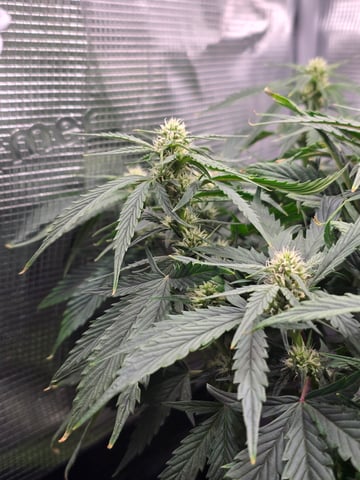 blue dream auto — flower, day 43