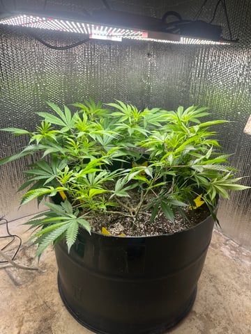 Gelly Mama and Sugar Tree — flower, day 168