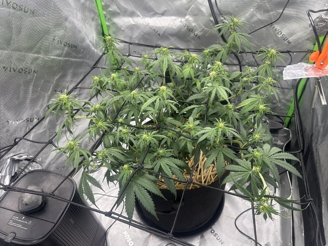 Pine (Auto) 2025 - 0 — flower, day 51