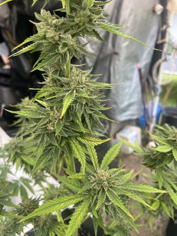 Gorilla Glue — flower, day 63