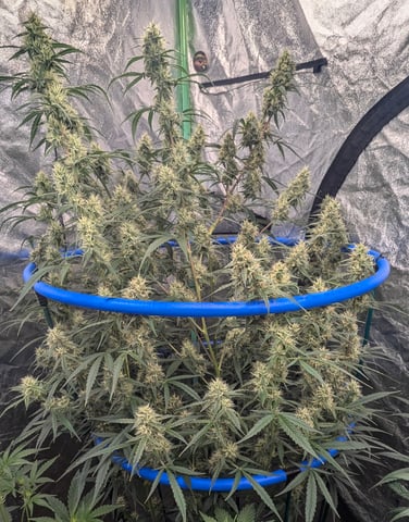 Mixed Grow — flower, day 72