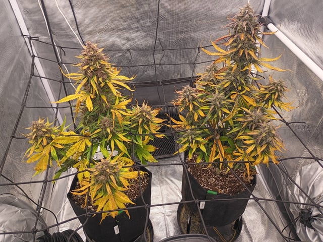 FastBuds-Auto Mix Pack-Quad Mystery