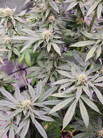 Northern lights #10 2nd plant (Selkies) — flower, day 74