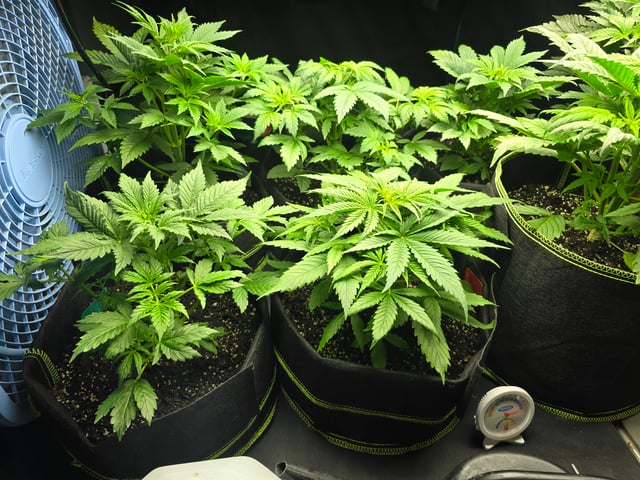 2nd Autoflower Indoor Grow — vegetative, day 31