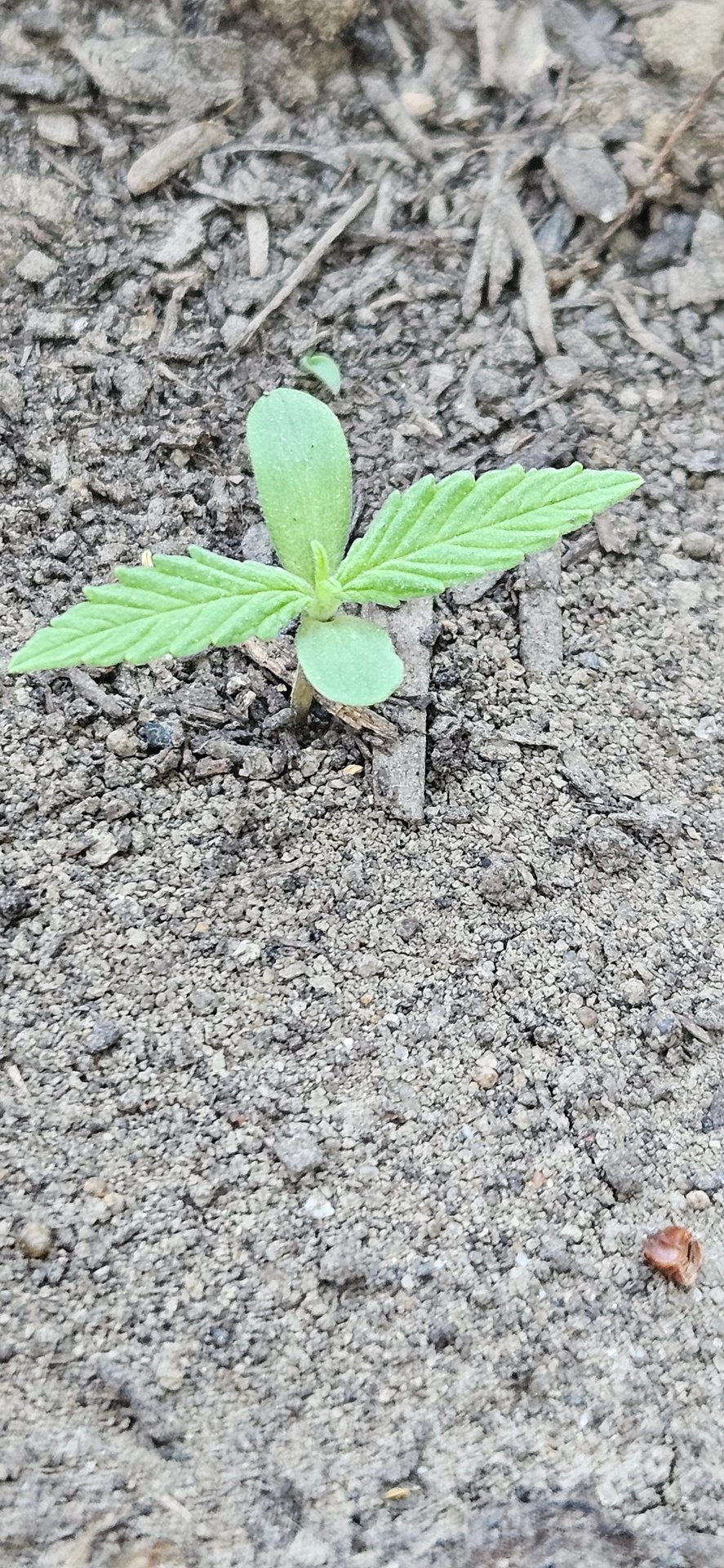 girl scout cookies (auto)